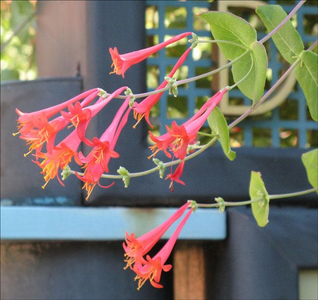 Lonicera sempervirens, Trumpet honeysuckle