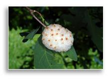 Wool sower gall