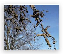 Gouty oak galls