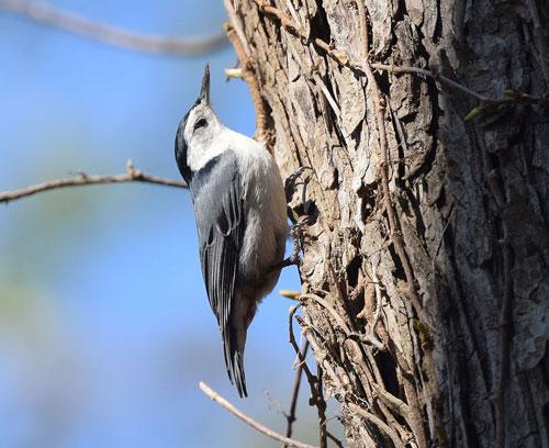 White-breasted nuthatch