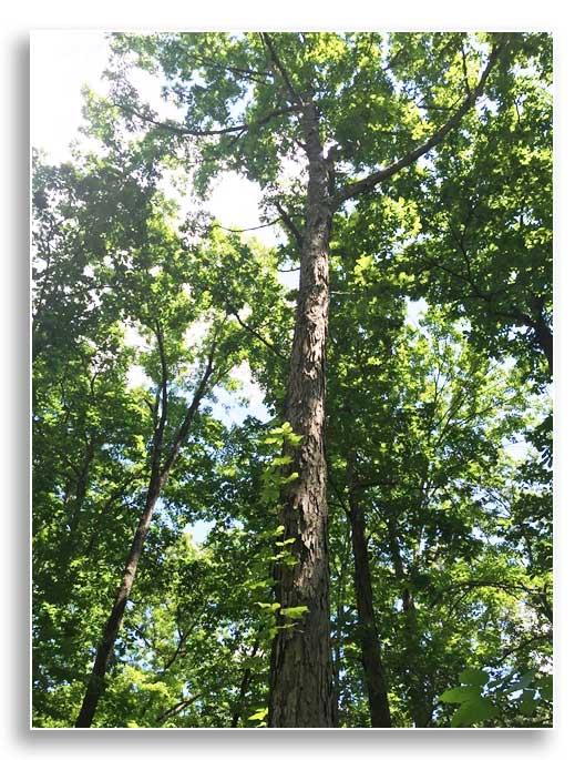 Shaggy bark of white oak (Quercus alba) behind which bats may hide.