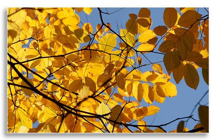 Yellowwood leaves in fall