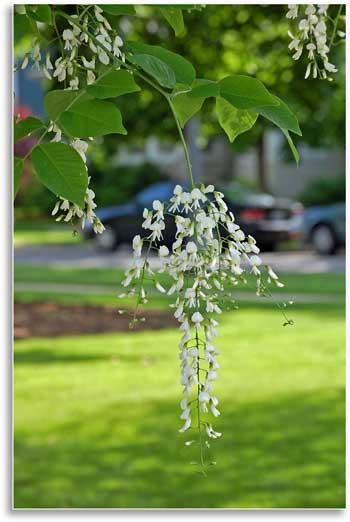 Close-up of yellowwood flowers