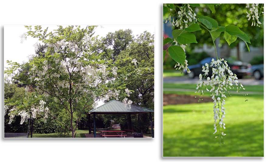 Yellowwood in flower at Hill N Dale Park, Lexington, KY