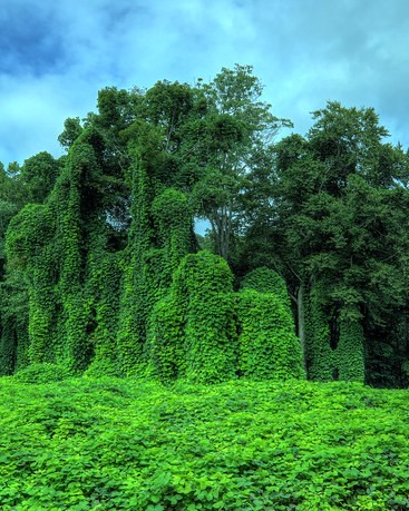 Kudzu