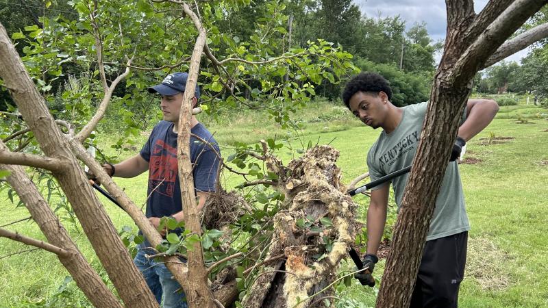Volunteers working on a tree