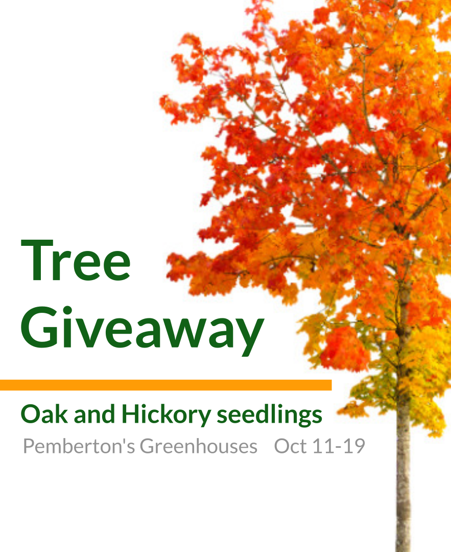 Tree Giveaway flyer