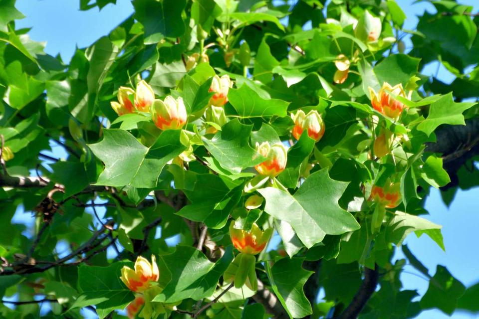 a look at pollinator trees springhouse gardens