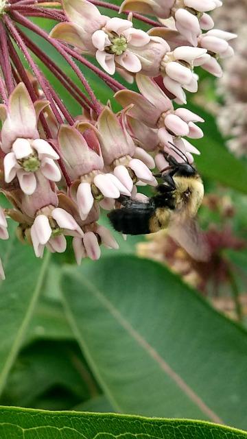 enjoy native biodiversity in your own yard 