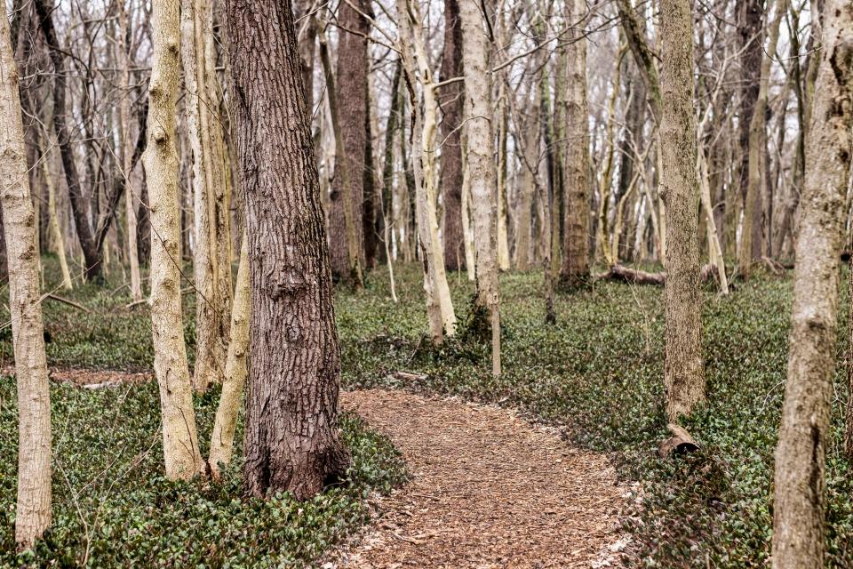 forest bathing for health and wellness