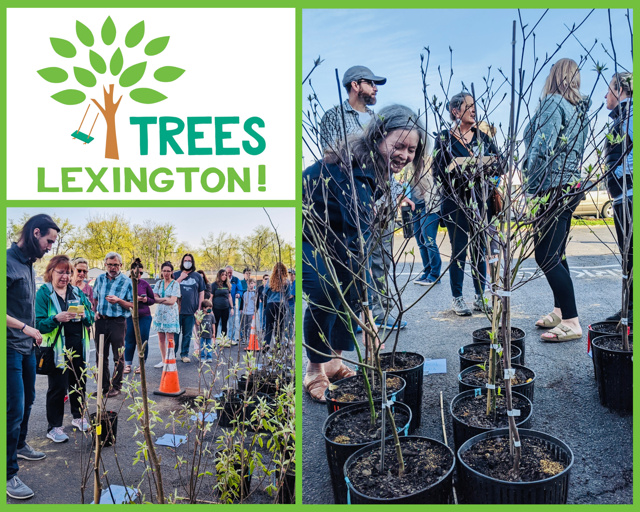 trees lexington tree giveaway 