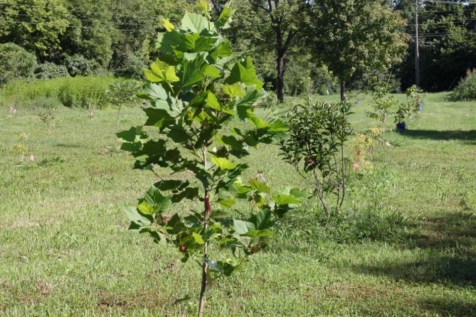 visit and tour a native tree planting 